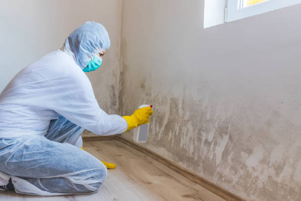 Licensed Mold Removal service in Port Matilda, PA - WQB Mold Removal