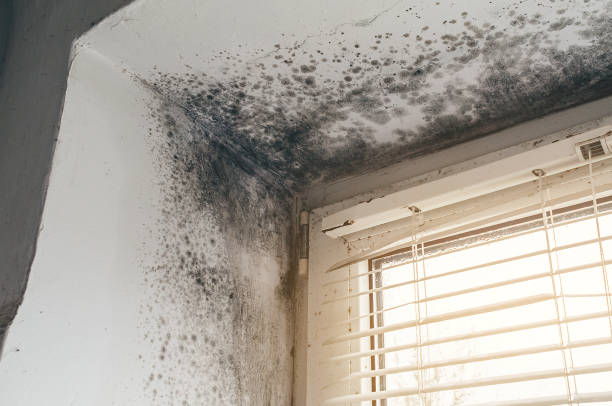 Affordable Mold Removal solutions in Port Matilda, PA